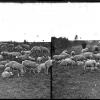 Flock of Sheep, Utah, Salt Lake Valley