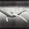 untitled (humpback whale)
