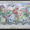 Forest Birds of Hawaii