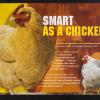 Smart as a Chicken