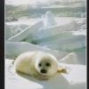 Untitled (white seal pup on ice)