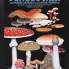 Fungus Fair