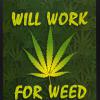 Will Work for Weed