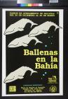 Ballenas en la Bahia
