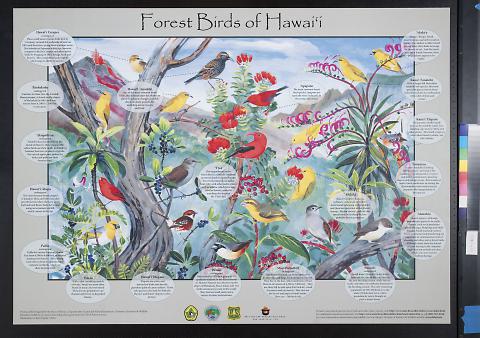 Forest Birds of Hawaii