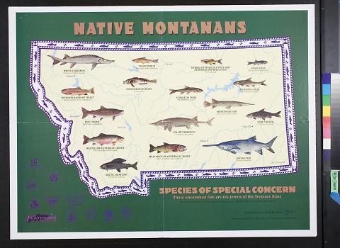 Native Montanans