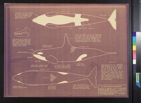 Killer Whale Blueprint