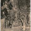 untitled (Yosemite Landscape in Snow)