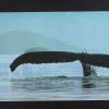 untitled (whale tail)