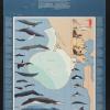 Marine Mammals of the Gulf of Farallones
