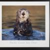Pacific Coast Sea Otter