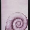 untitled (snail shell)
