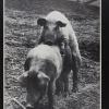 untitled (pigs)