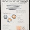 Structure and Destruction Power of Round-Shaped Steel-Pellet Bombs