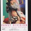 Pansy division