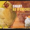 Smart As A Chicken