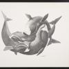 untitled (whales intertwined)