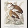 American Ornithologists' Union