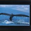 Untitled (Grey Whale Tail)