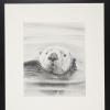 untitled (otter floating in water)