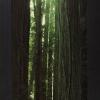 Log the last remaining Giant Redwoods?