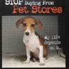 Stop buying from pet stores
