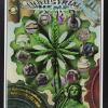 Santa Cruz Industrial Hemp Expo