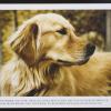 untitled (Golden Retriever, 9/11)