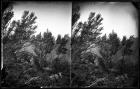 Mountain Mahogany on Wasatch Mountains