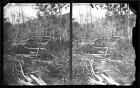 Beaver Dams, Parley's Park in which Beavers still Live