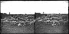 Flock of Sheep, Utah, Salt Lake Valley