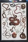 untitled (snakes)