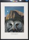 The Great Gray Owl