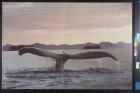 untitled (whale tail)