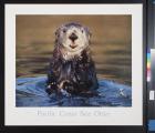 Pacific Coast Sea Otter