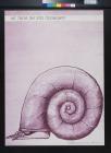 untitled (snail shell)