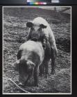 untitled (pigs)