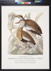American Ornithologists' Union