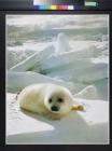 Untitled (white seal pup on ice)