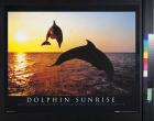 Dolphin Sunrise