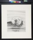 untitled (otter floating in water)