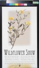 Wildflower Show