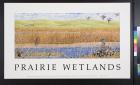 Prairie Wetlands