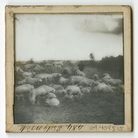 Sheep, Utah