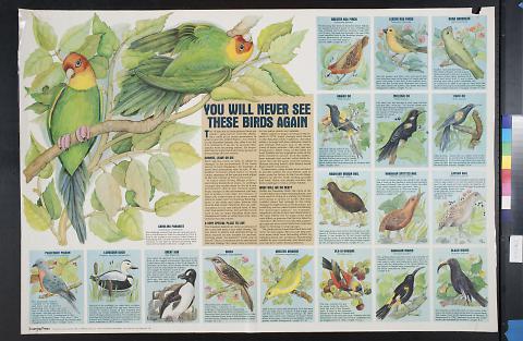 You Will Never See These Birds Again