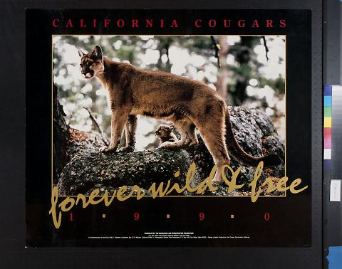 California Cougars