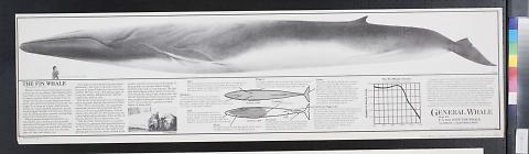 The Fin Whale