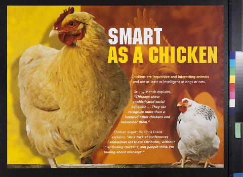 Smart as a Chicken
