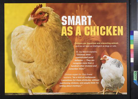 Smart As A Chicken