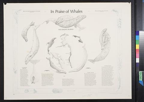 In praise of whales